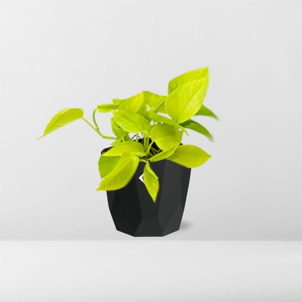 Epipremnum Pinnatum ‘Golden Pothos’ – pflegeleichte Zimmerpflanze