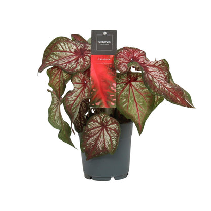Caladium Bicolor – Engel Wings Zimmerpflanze Ø12cm