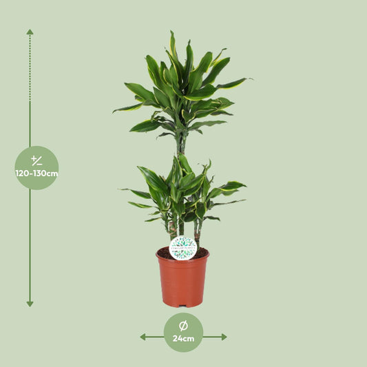 Dracaena Golden Coast – Eleganter Drachenbaum Ø24cm, 125cm hoch