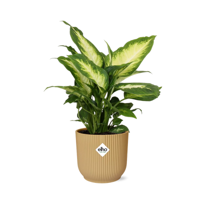 Dieffenbachia ‘Camilla’ im ELHO Vibes Fold 14cm Gelb