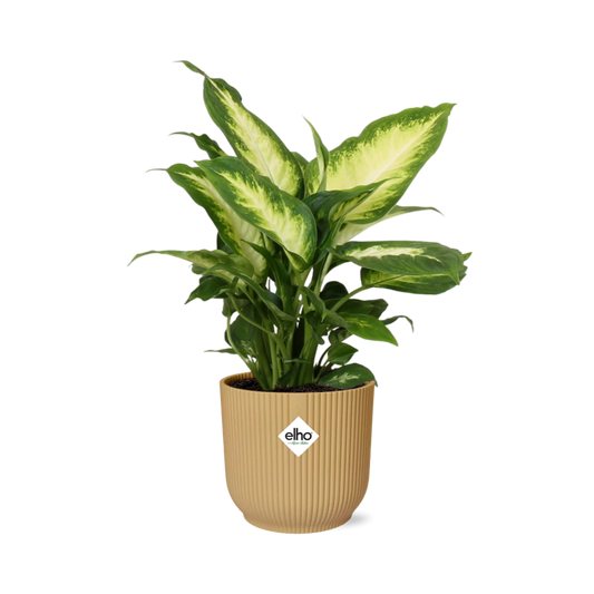 Dieffenbachia ‘Camilla’ im ELHO Vibes Fold 14cm Gelb