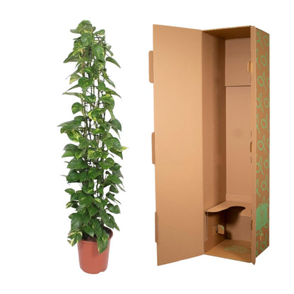 Epipremnum Aureum Gitterpflanze – 160 cm, Ø 27 cm