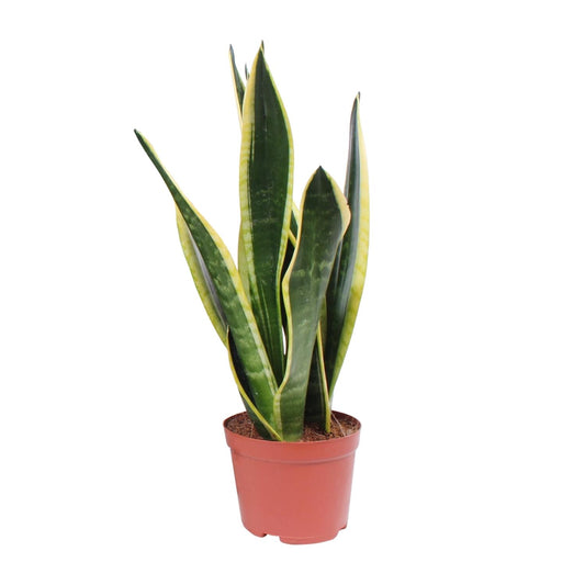 Sansevieria Black Superba – Pflegeleichte Zimmerpflanze Ø14cm