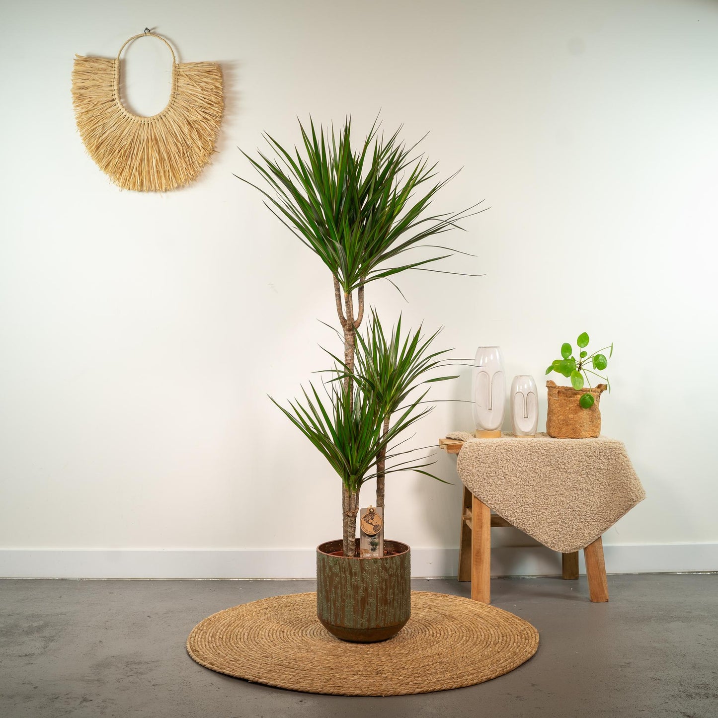 Dracaena Marginata – Pflegeleichter Drachenbaum Ø21cm