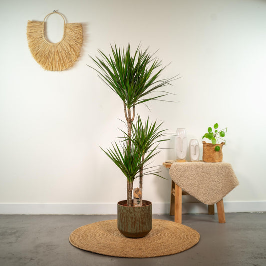 Dracaena Marginata – Pflegeleichter Drachenbaum Ø21cm