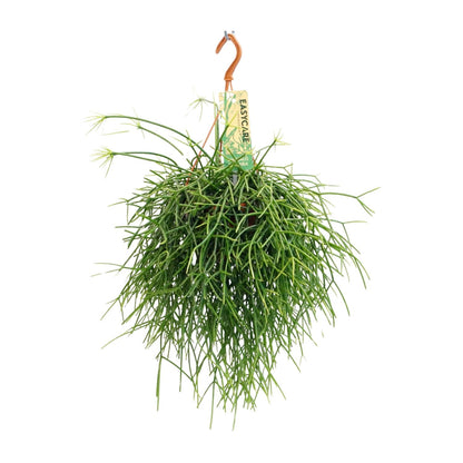 Rhipsalis Pulchra – pflegeleichte hängende Zimmerpflanze Ø14 cm