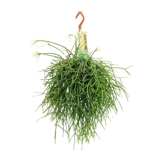 Rhipsalis Pulchra – pflegeleichte hängende Zimmerpflanze Ø14 cm