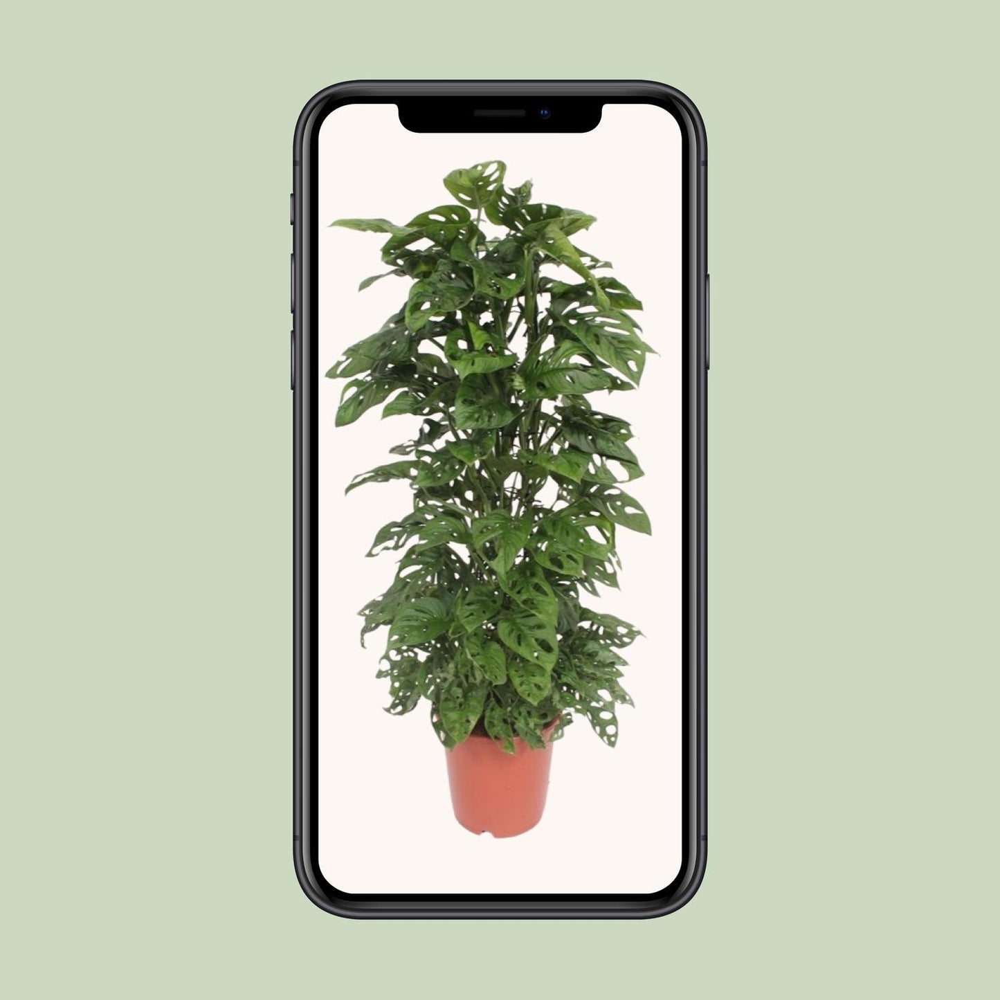 Monstera Monkey Leaf – Tropische Zimmerpflanze Ø24cm