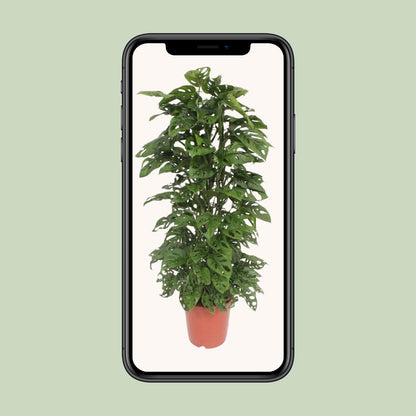 Monstera Monkey Leaf – Tropische Zimmerpflanze Ø24cm