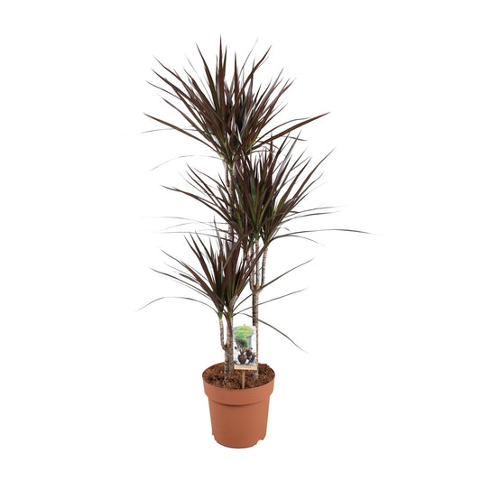 Drachenbaum Magenta – 120 cm, pflegeleichte Zimmerpflanze