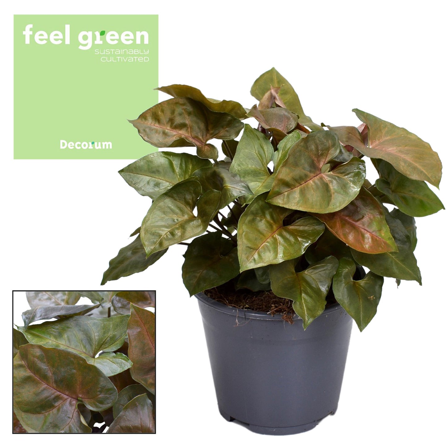 Syngonium Maria Feel Green – pflegeleichte Zimmerpflanze Ø14cm