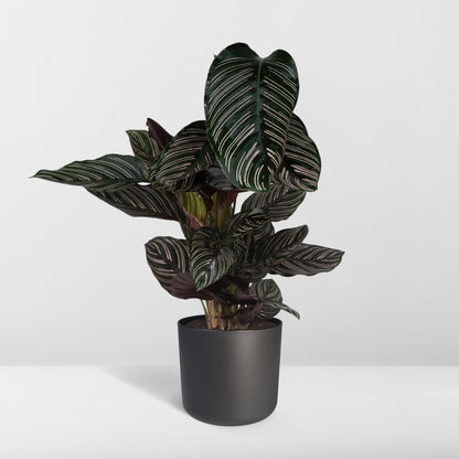 Calathea Ornata – Pflegeleichte Zimmerpflanze Ø19cm