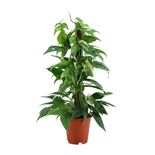 Epipremnum Pinnatum Variegata – Goldener Efeu Ø19cm