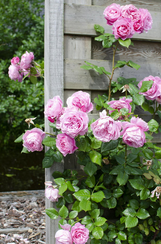 3er Set Rosa Mix – Pflegeleichte Blühpflanzen im 15 cm Topf
