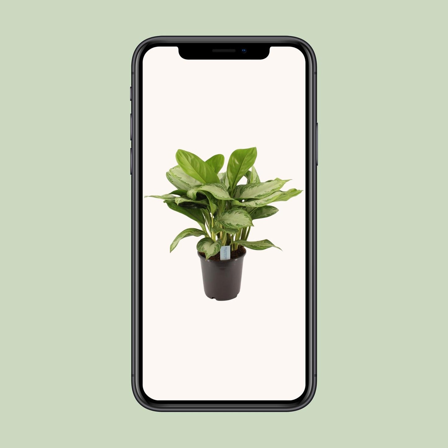 Aloe vera – Pflegeleichte luftreinigende Sukkulente