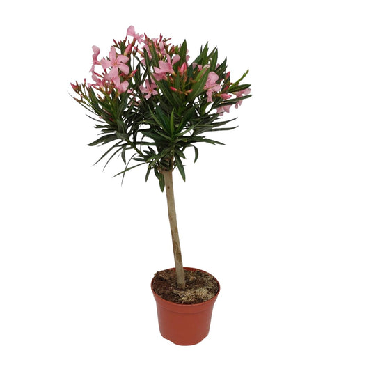 Nerium Oleander – Pflegeleichter Blütenstrauch Ø18 cm