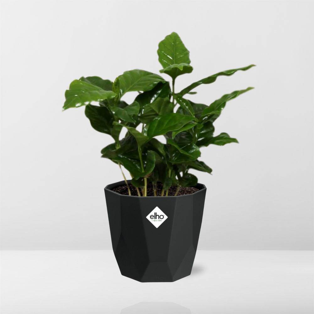Coffea Arabica – Pflegeleichte Kaffeepflanze im 14cm Topf