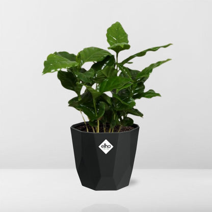 Coffea Arabica – Pflegeleichte Kaffeepflanze im 14cm Topf