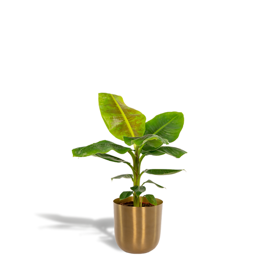 Musa Dwarf Cavendish – Zwergbananenpflanze Ø21cm mit Topf Mayk Gold