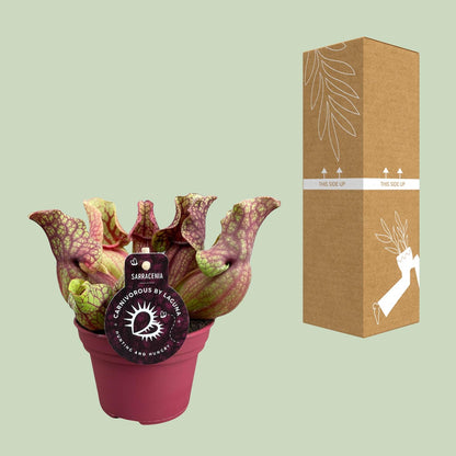 Sarracenia Venosa – Kesselförmige Schlauchpflanze Ø12cm