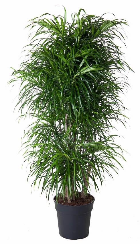 Dracaena Anita vertakt – 160 cm, pflegeleichte Zimmerpflanze