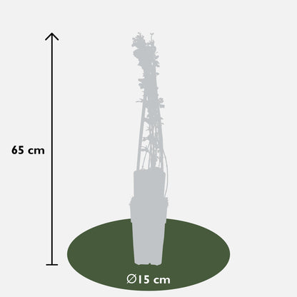 3x Jasminum nudiflorum – Winterblühende Kletterpflanze Ø15cm