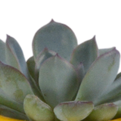 Vetplanten-Mischung 5x in handbemalter Mexicaanse Pot