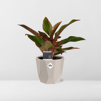 Aglaonema Crete in ELHO b.for rock 14 cm warm grey – Pflegeleichte Luftreiniger-Pflanze
