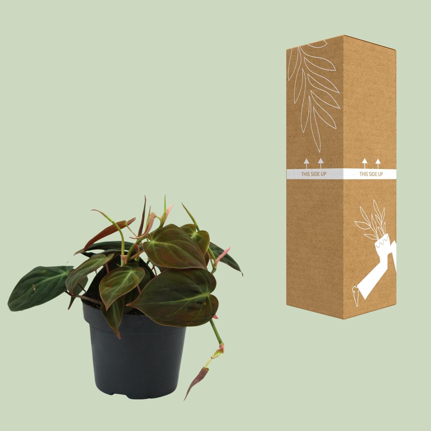 Philodendron Micans – Pflegeleichte Zimmerpflanze Ø12cm