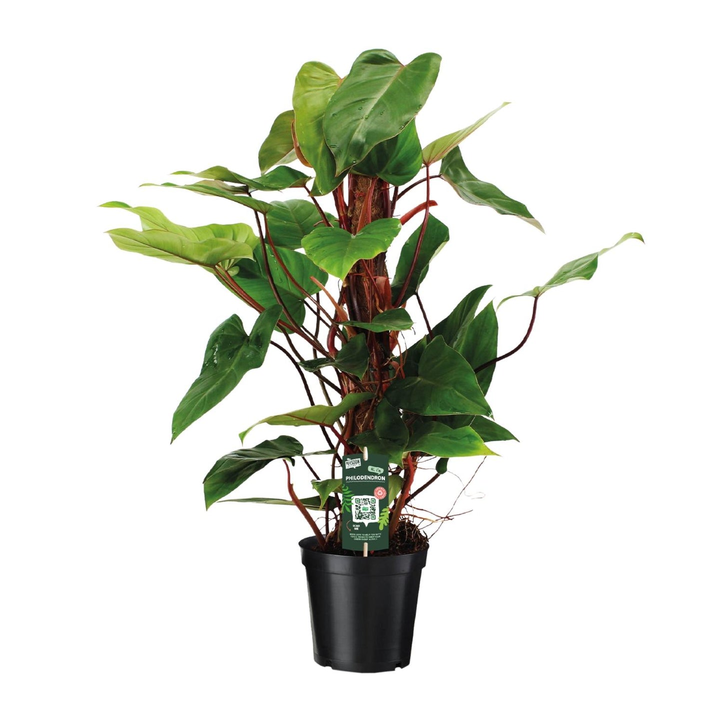 Philodendron Red Emerald – Pflegeleichte Zimmerpflanze Ø19 cm
