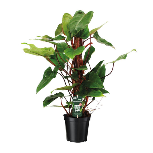 Philodendron Red Emerald – Pflegeleichte Zimmerpflanze Ø19 cm