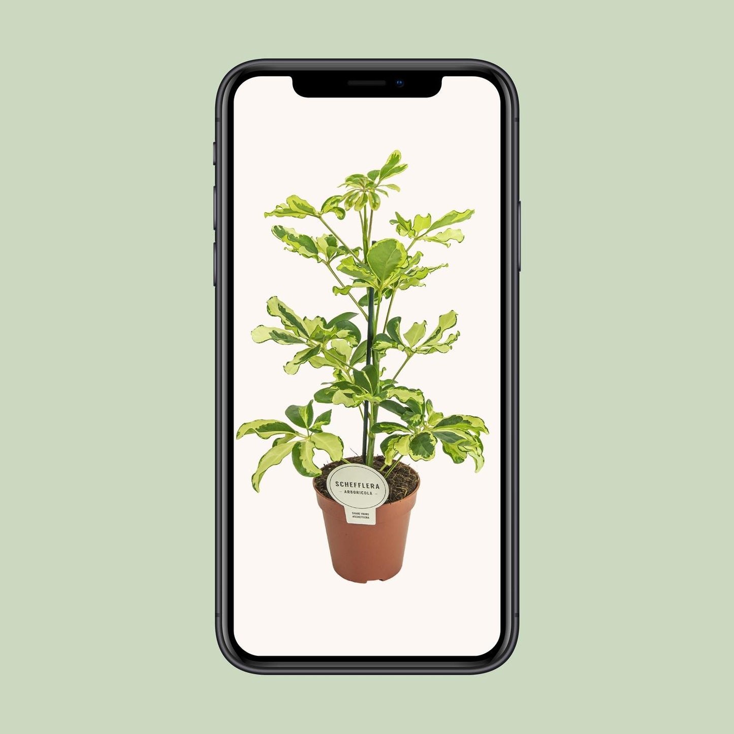 Schefflera Charlotte – Pflegeleichte Zimmerpflanze Ø13cm