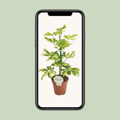 Schefflera Charlotte – Pflegeleichte Zimmerpflanze Ø13cm