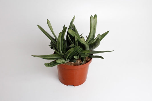 Gasteria Little Warty – Pflegeleichte Sukkulente Ø17cm