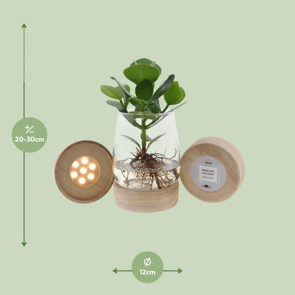 Clusia Hydroponie im Kingston Glas mit LED Ø12cm, 30cm hoch