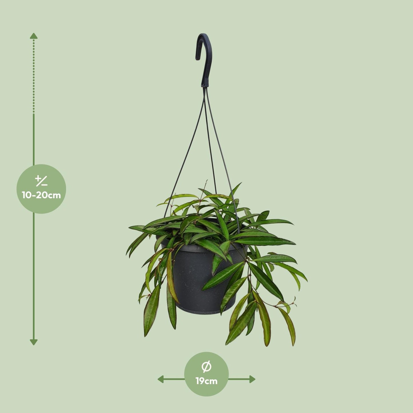 Hoya Bella – Pflegeleichte tropische Zimmerpflanze Ø19cm
