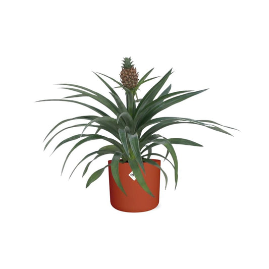 Ananas-Pflanze im 12 cm Topf – Tropisches Flair & pflegeleicht