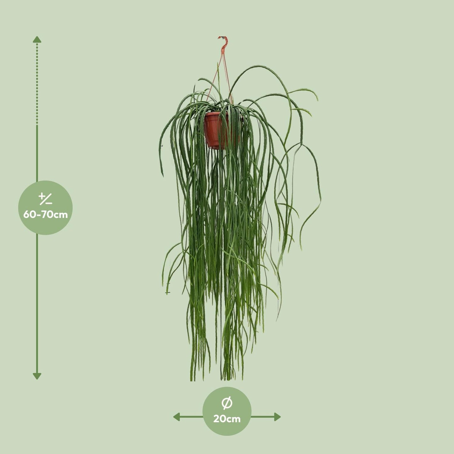 Lepismium Bolivianum – Pflegeleichter Hängekaktus Ø20cm