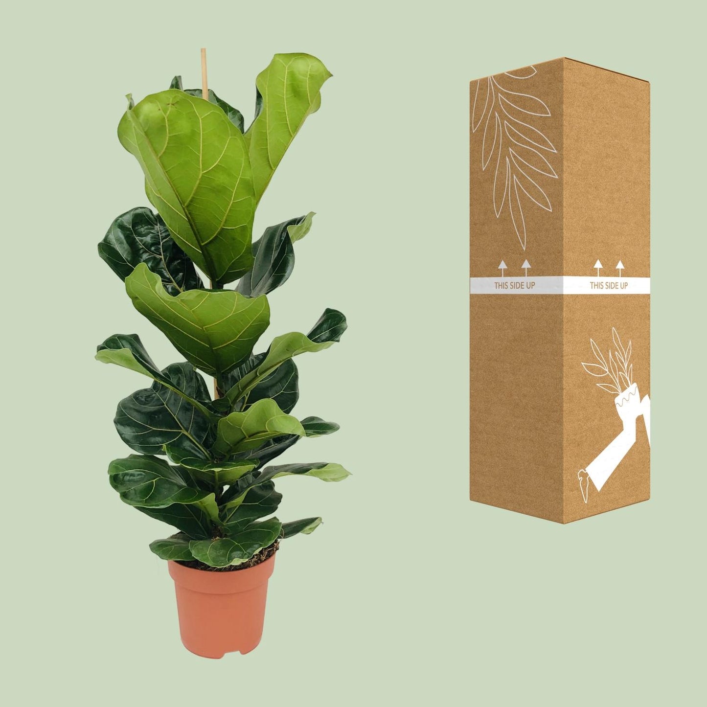 Ficus Lyrata (Geigenfeige) – Ø21cm, 100cm hoch
