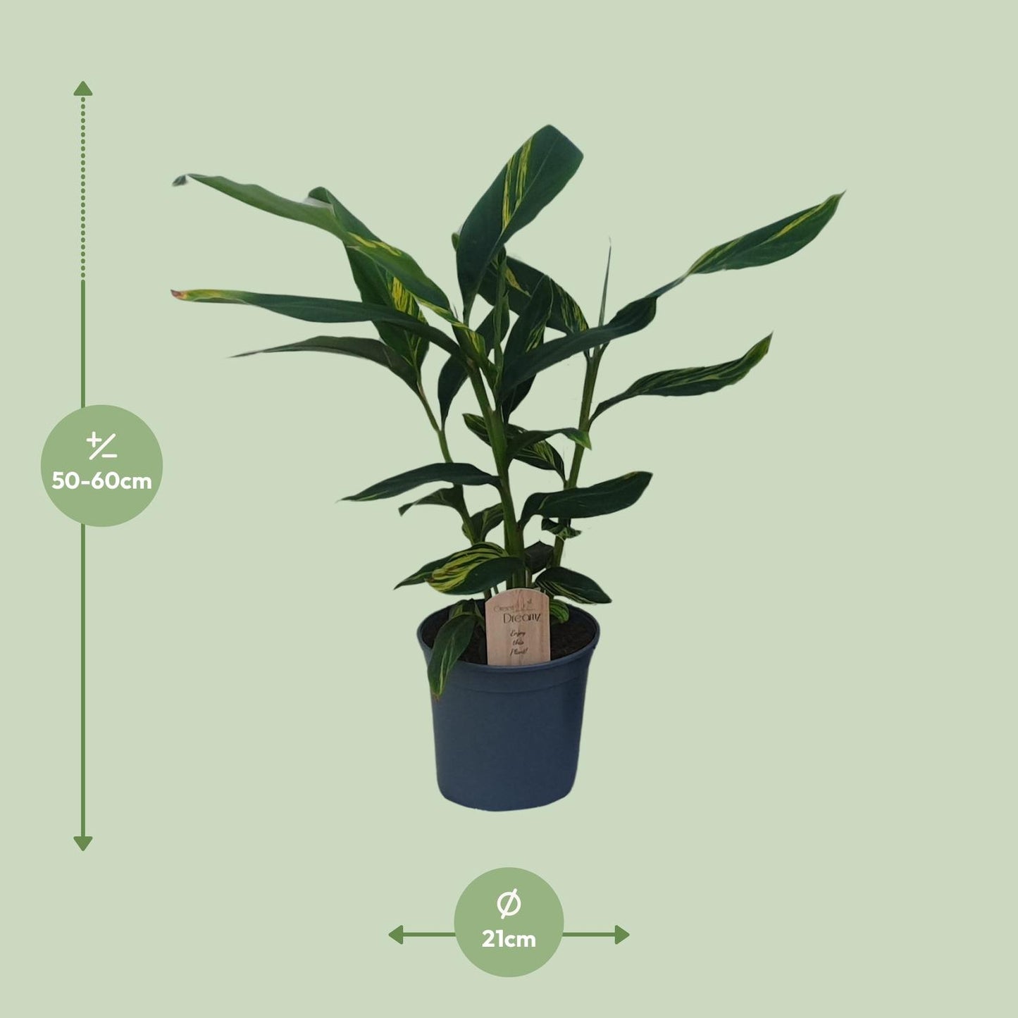 Alpinia Zerumbet – Tropische, pflegeleichte Ingwerpflanze