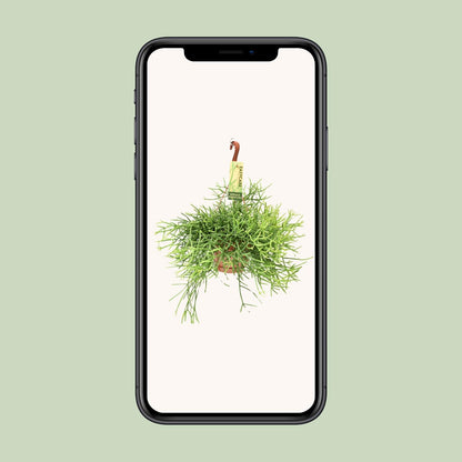 Rhipsalis Heteroclada – Pflegeleichte hängende Zimmerpflanze