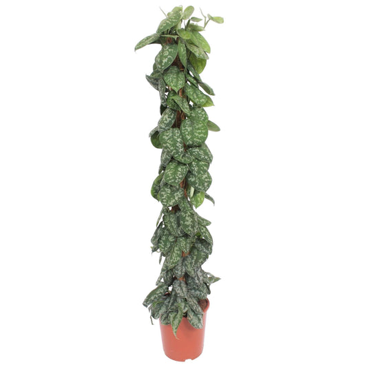 Scindapsus Pictus Trebie mit Moosstab 160 cm ø30 cm
