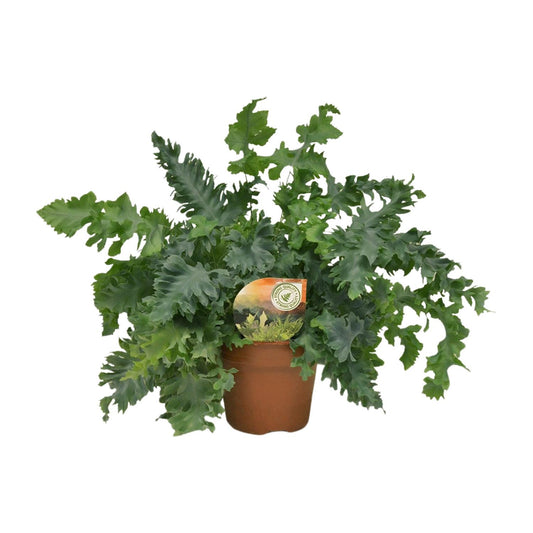 Phlebodium Davana – Gold-Schildfarn Ø17cm, ca. 45cm hoch