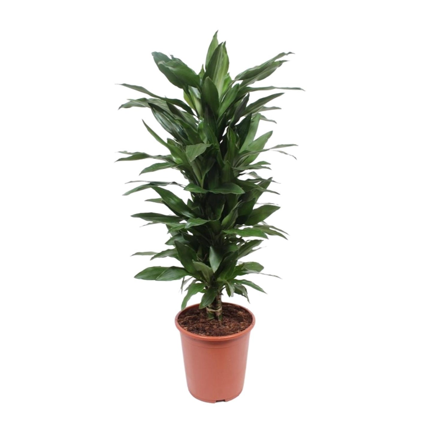 Dracaena Janet Lind – Pflegeleichter Drachenbaum Ø27cm, 110cm hoch