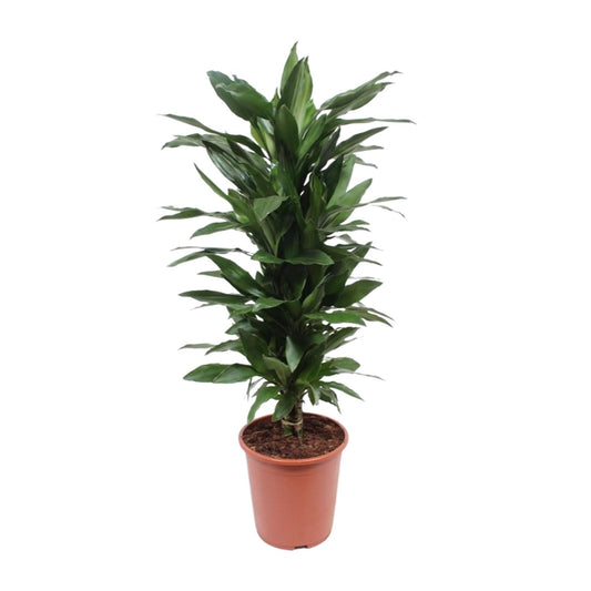 Dracaena Janet Lind – Pflegeleichter Drachenbaum Ø27cm, 110cm hoch