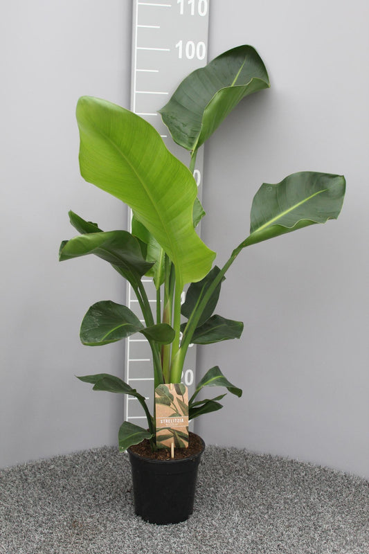 Strelitzie Nicolai – Exotische Zimmerpflanze 70 cm