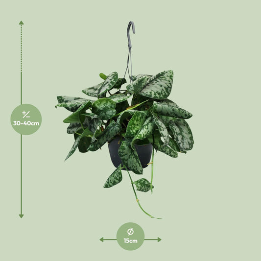 Scindapsus Pictus Trebie – pflegeleichte Zimmerpflanze Ø15cm