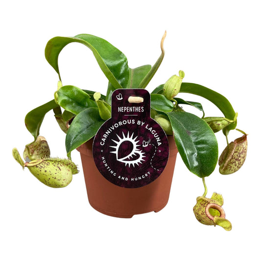 Nepenthes Hookeriana – Pflegeleichte Kannenpflanze Ø12 cm