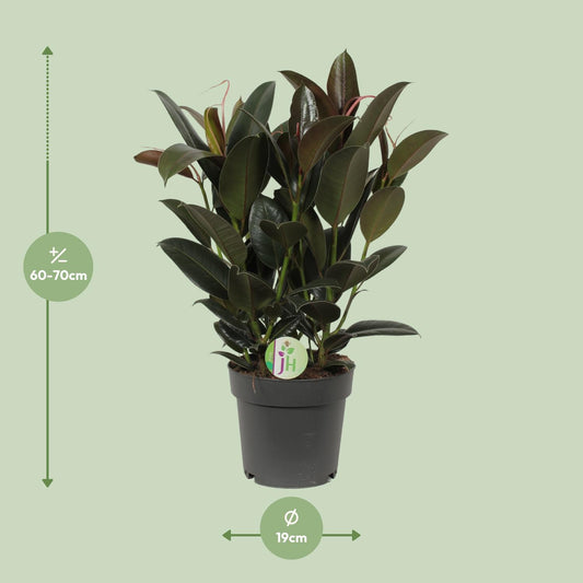 Ficus Melany – Pflegeleichte Zimmerpflanze Ø19cm