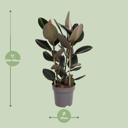 Ficus Elastica Abidjan – Pflegeleichter Gummibaum Ø27cm